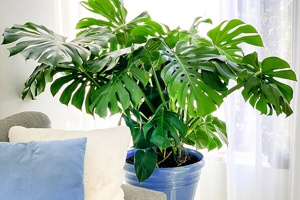 monstera deliciosa summerwinds arizona